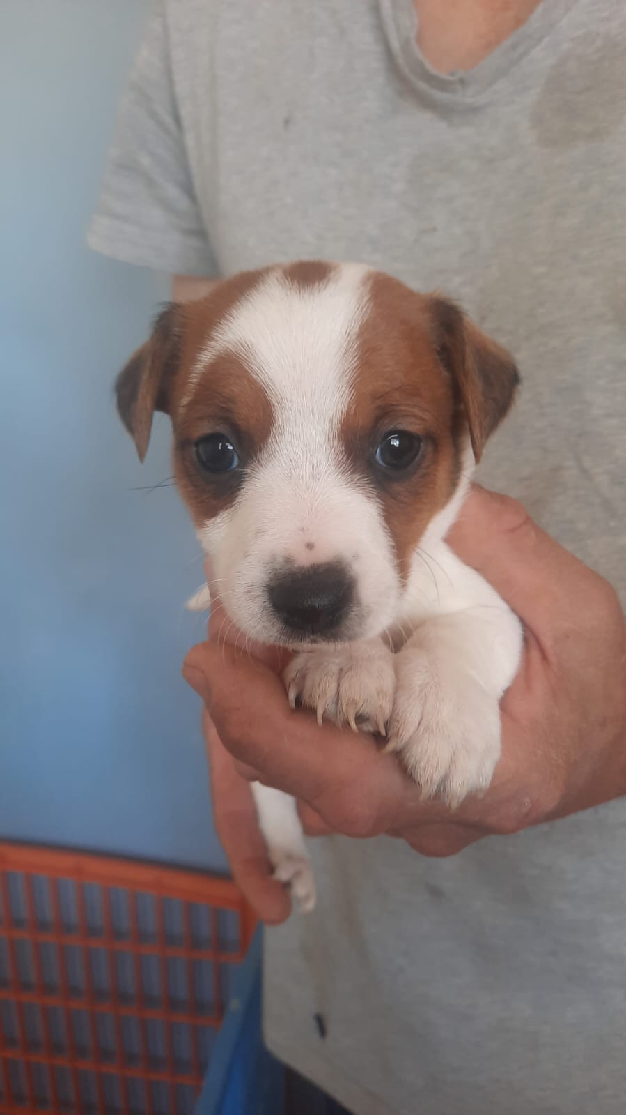Randvaal Kennels Professional Jack Russell Breeders